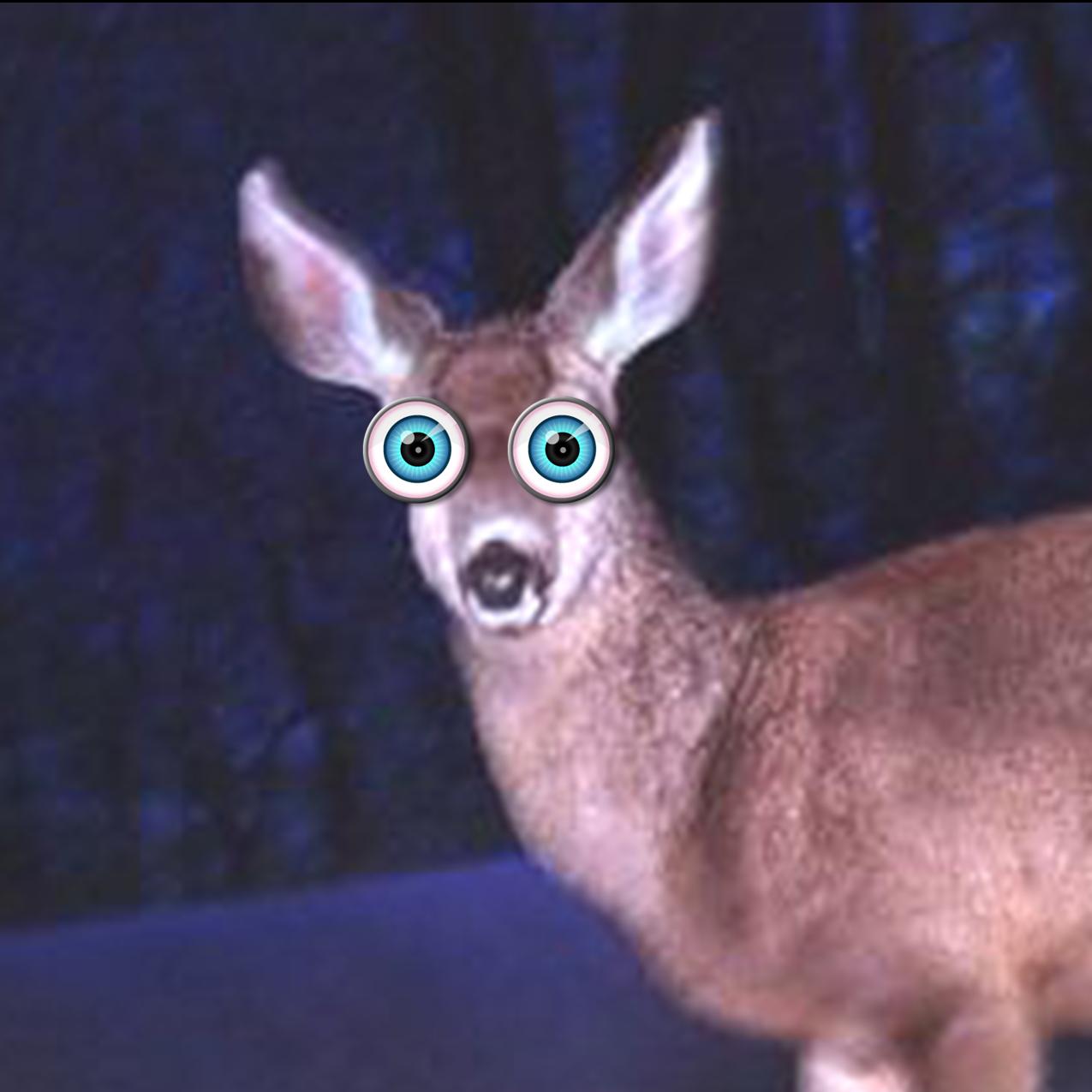 deer-in-headlights.jpg