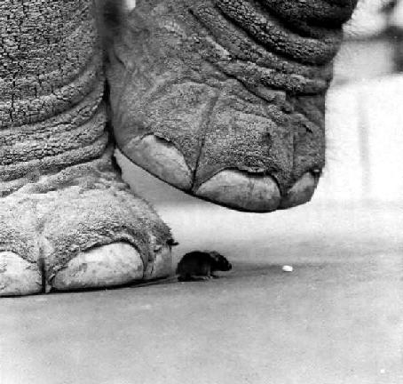 Image result for elephant steps on mouse u.s.
